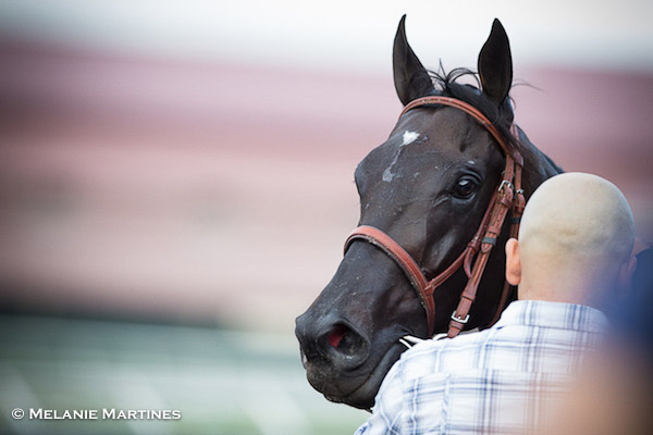 After Shared Belief's death, owner Jim Rome to stay in horse racing