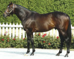 Gormley damsire Bernstein