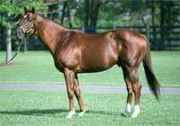 Zaikov sire Distorted Humor