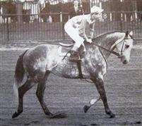 The Grey Ghost right before a race