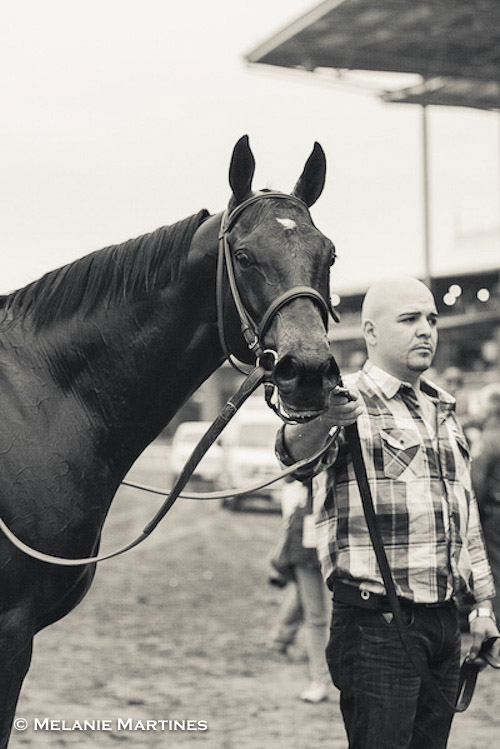 After Shared Belief's death, owner Jim Rome to stay in horse racing