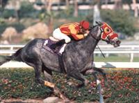 Skip Away in mid-flight down the backstretch