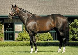 Tiznow Strong Mandate sire