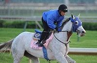 Zazu with exercise rider