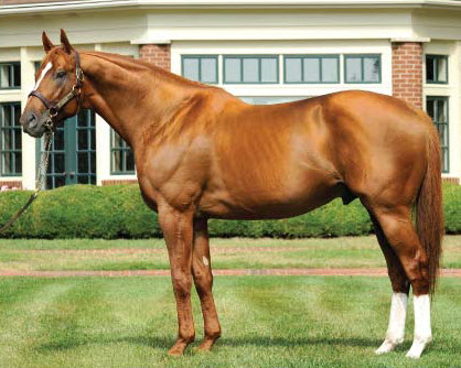 Curlin Exaggerator sire