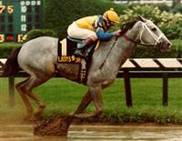 Lady's Secret romping the boys in the 1986 Whitney Handicap in the 