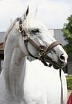 Unbridled's Song standing at Taylor Made Farm